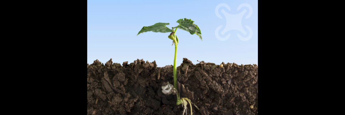 Beneficios de los ácidos fúlvicos en la agricultura: